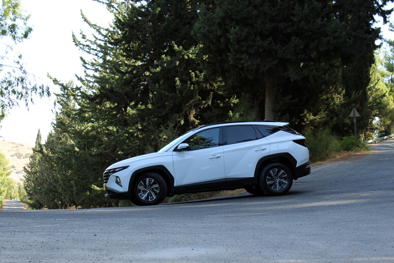 יער ביריה יער ביריה